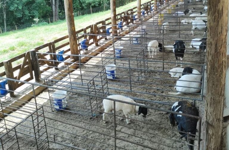 Estudo desenvolvido no Programa de Ciência Animal e Pastagens da Esalq contribui para o avanço do conhecimento sobre aditivos naturais na nutrição de ruminantes