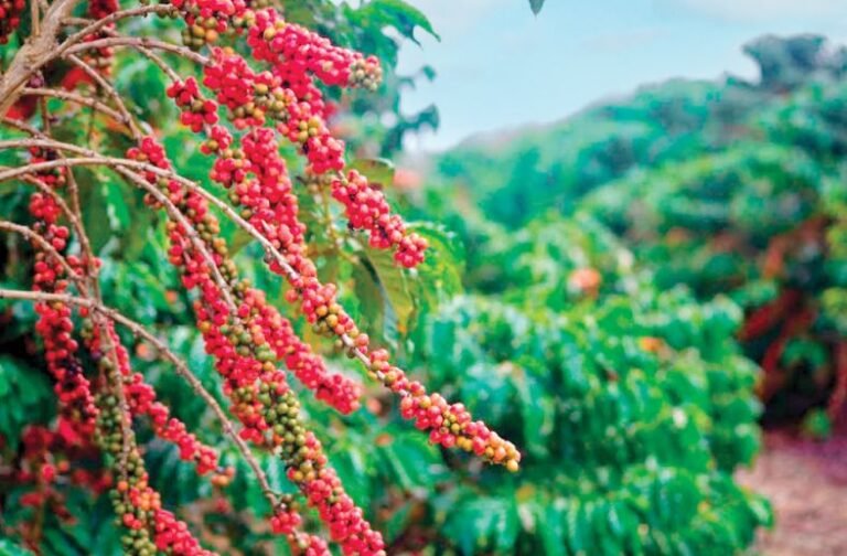 Norte do ES pode ganhar polo de tecnologia para impulsionar produção de café conilon